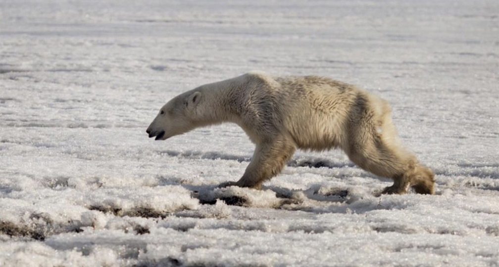 urso polar