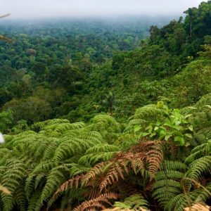 Gigantes da Floresta: Guardiães do Clima