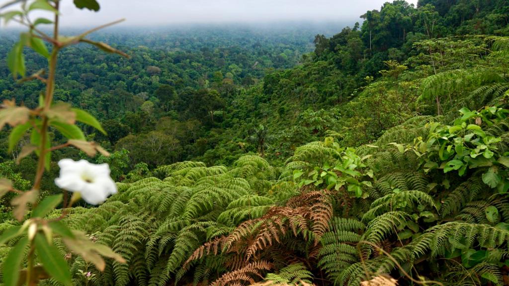 Gigantes da Floresta: Guardiães do Clima